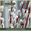 Pussy Willow Cuttings | 12" Fresh Cuttings | Salix discolor | Native Shrub