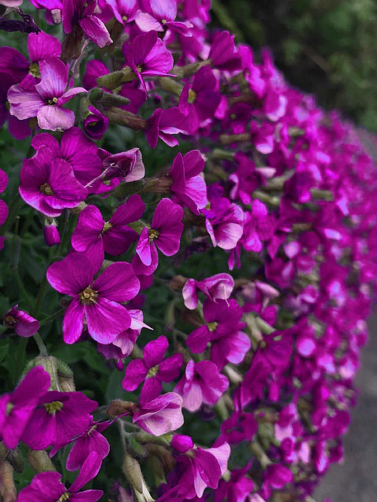 Rock Cress Seeds - 150 Count, Aubrieta Cascading Purple Flowers, Perennial Ground Cover