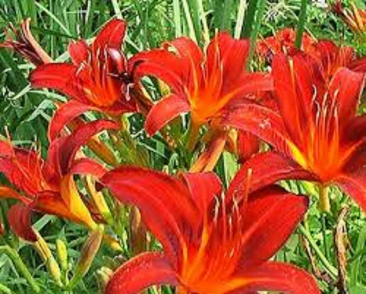 Red Giant Daylily Bareroot Plants (3 Live Red Giant Daylily Bareroot Plants) - Perennial Flowering Plants