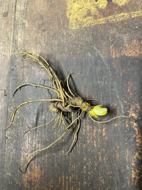 Goldenseal Roots (Hydrastis canadensis) – 5 Bare Dormant Roots for Shade Garden