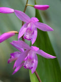 Hardy Ground Orchid Live Starter Plant - Bletilla ‘Kate’ - Perennial Orchid for Garden or Indoor Use