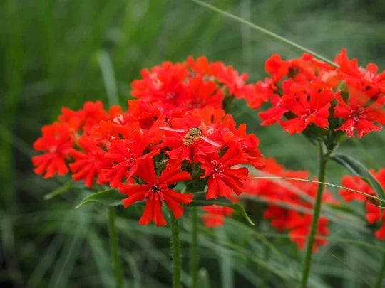 Maltese Scarlett Cross Seeds - Lychnis chalcedonica - 50+ Seeds, Vibrant Red Blooms, Easy to Grow, Garden Flowers
