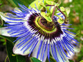 Hardy Blue Crown Passion Flower Starter Plant | Small Rooted Passiflora caerulea | Vibrant Blue Flowers