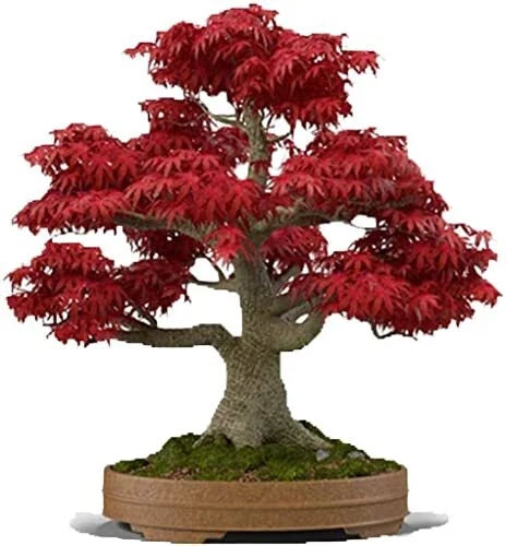 Japanese Red Maple Bonsai Seeds | 30+ Seeds | Acer palmatum | Ideal for Bonsai and Japanese Gardens