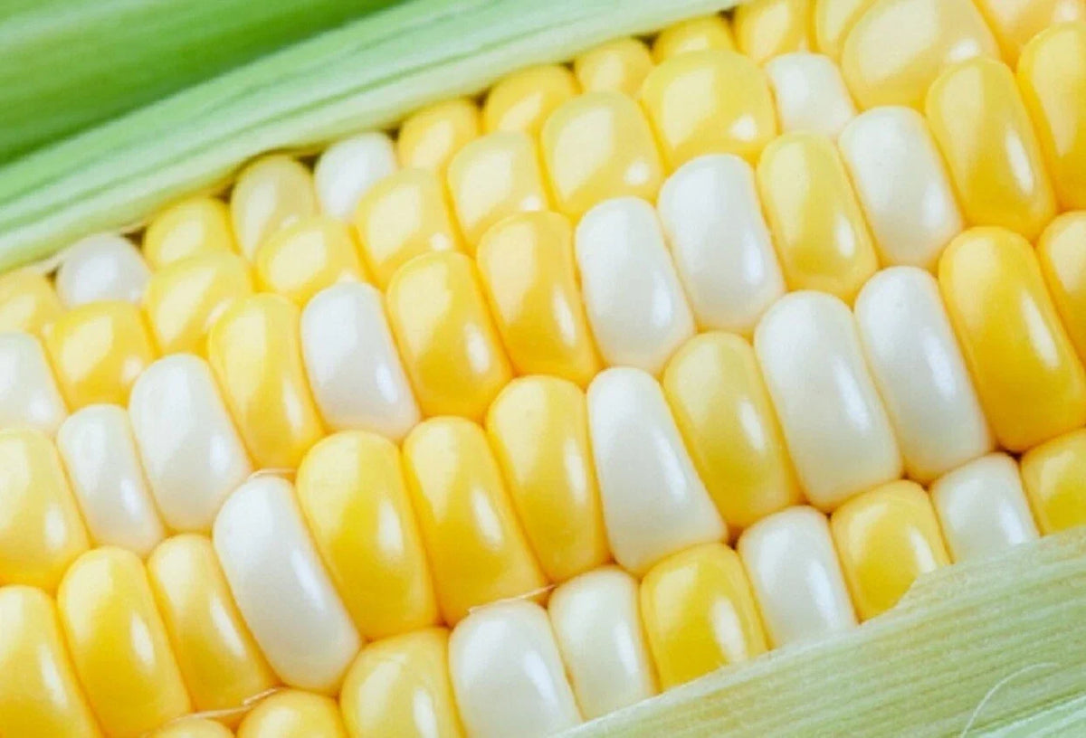 75 Peaches and Cream Sweet Corn Seeds - Zea mays, Heirloom Variety, Non-GMO, Garden Vegetable Seeds for Planting