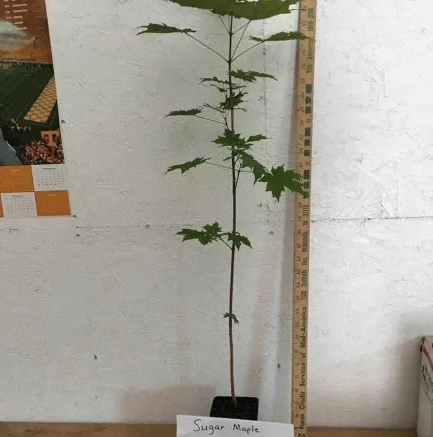 Sugar Maple Tree (Acer saccharum) Live Bareroot 10–18" Tall — Hardy Shade Tree