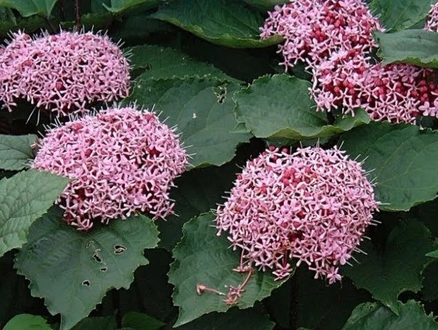 Clerodendrum Cuttings 3 Count Pink Rooted Ready to Plant