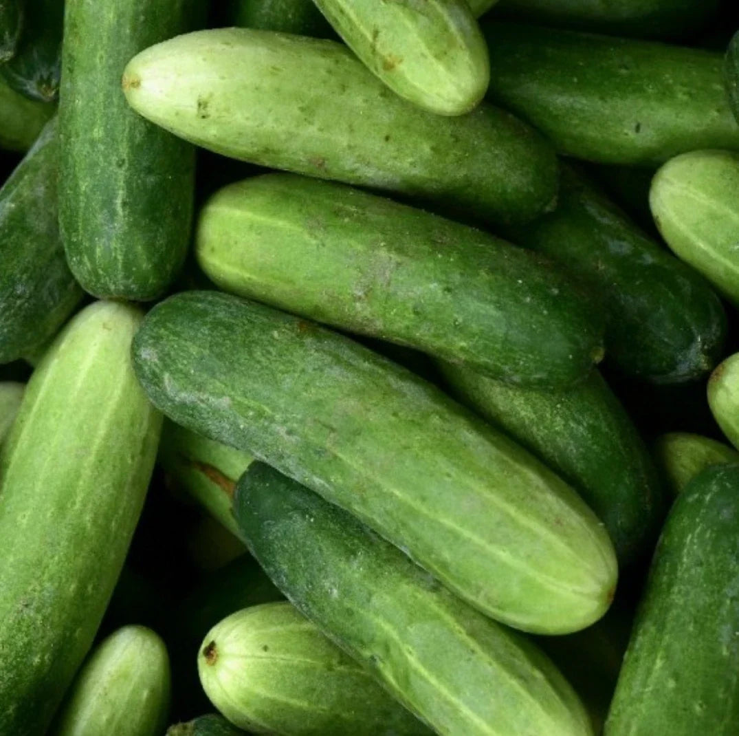 Marketmore 76 Cucumber Seeds 100 Non-GMO Vegetable Garden Seeds for Planting - Cucumis sativus