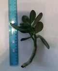 7" Rooted Cutting Green Jade Succulent Plant - Crassula ovata - Easy Care Live Starter Houseplant