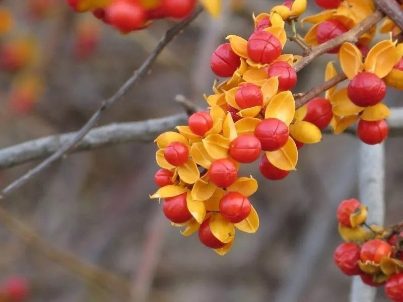 American Bittersweet Vine Seeds | 20 Pack | Celastrus Scandens | Hardy Climbing Plant Seeds