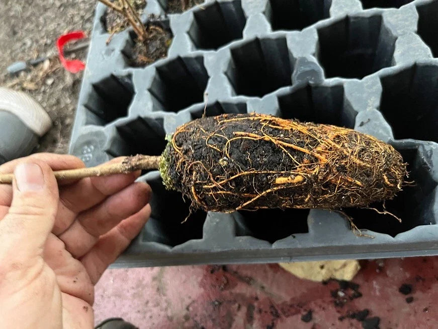 Pakistan Long Mulberry Tree Morus macroura - 1' Bare Root Live Plant