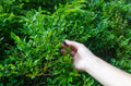 Evergreen Huckleberry Seeds - 50+ Seeds - Vaccinium ovatum - Edible Fruit Plant - Free U.S. Shipping