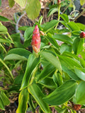 Spiral Red Button Ginger Plant 10-12" Costus woodsonii Rooted Live Tropical Flora
