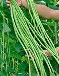 Green Yard Long Bean Seeds - 15+ Non-GMO Asian String Beans - Sitaw (Vigna unguiculata)