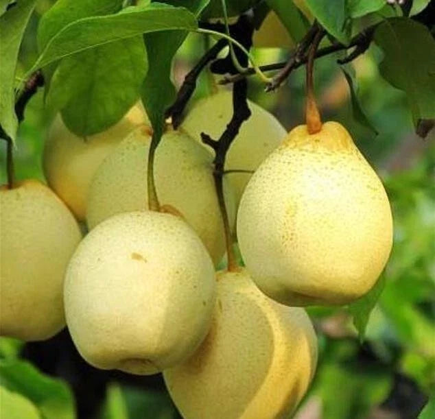25+ Crystal Pear Fruit Tree Seeds - Sweet Edible Variety - Perfect for Home Garden - USA Seller