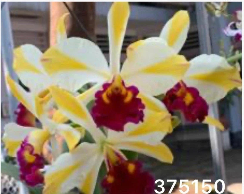 Cattleya Orchid Plant - Striped Yellow Variety - Rth. Fu Shu Glory ‘Happy Holidays’