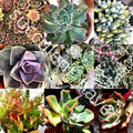 30 Lot Fresh Succulent Cuttings Assorted Varieties 1" to 4" - Ideal for DIY Projects and Planting - Great Selection of Succulents
