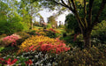 Wildflower Seed Mix 600+ Seeds, 20 Hand Selected Species for Shade, Native Wildflowers