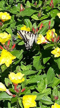 6 Perennial Sundrops Plants, Yellow Flowers, Oenothera fruticosa, Easy Care, Drought Resistant, Full Sun, Evening Primrose