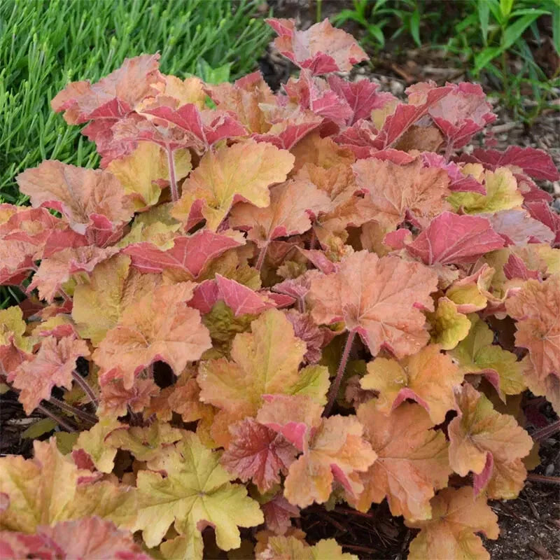 Carmel Heuchera Coral Bells Plant 4'' Pot, H. sanguinea, Deer-Resistant, Partial Shade, Moist Well-Drained Soil