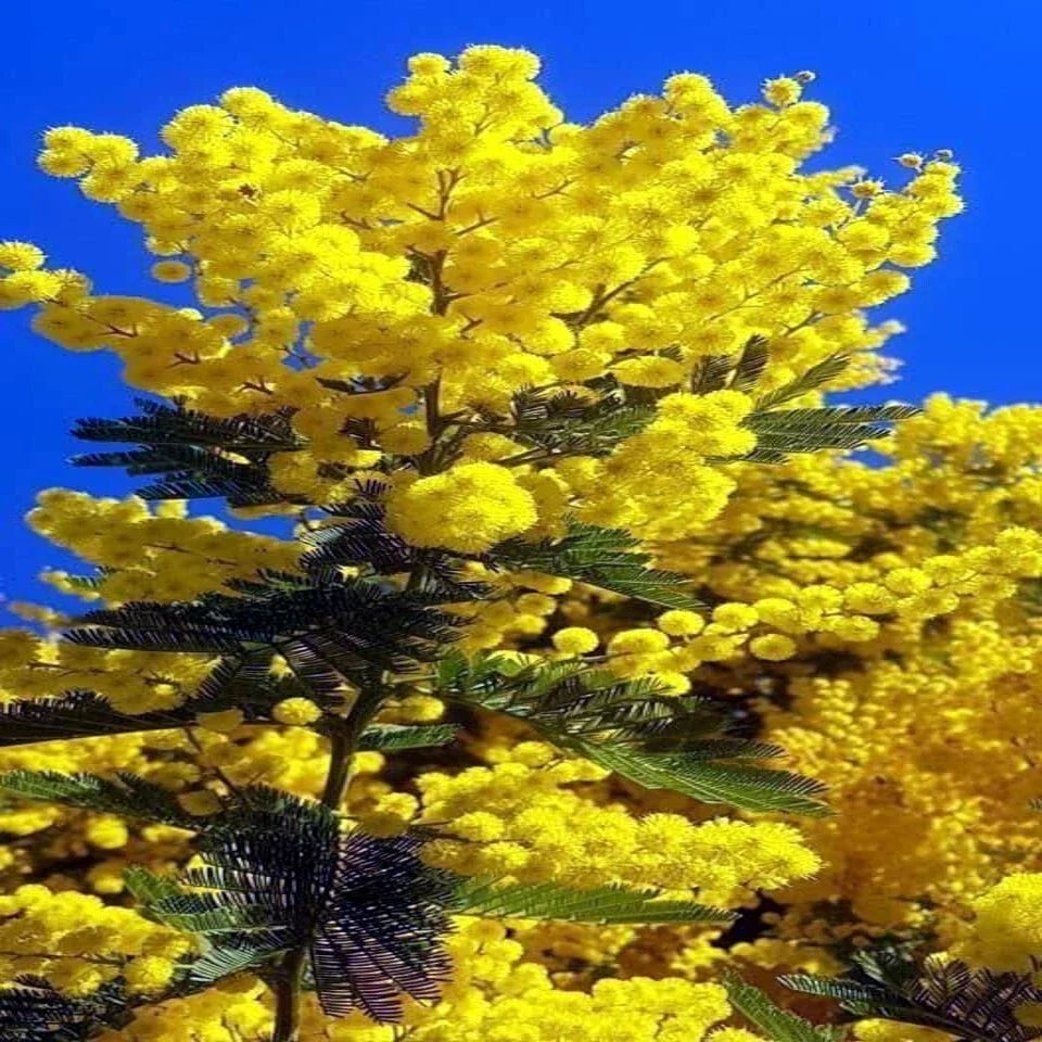 10 Sweet Acacia Seeds | Fast-Growing Mimosa Tree | Acacia farnesiana | Wattle Flower
