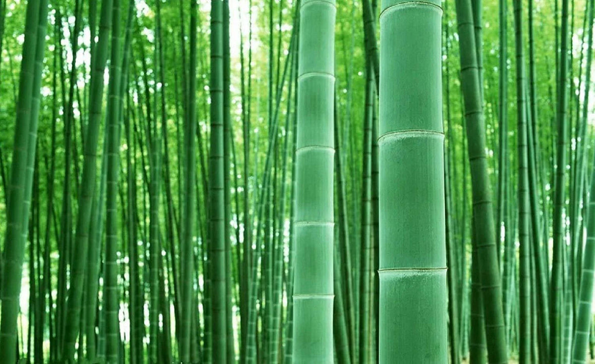 Giant Bamboo Seeds - 50+ Seeds for Planting - Privacy Screen - Phyllostachys spp.