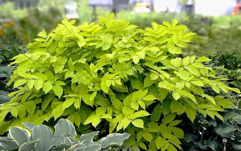 Aralia Sun King (Japanese Spikenard) - Live Starter Plant, Chartreuse Foliage, Shade Perennial
