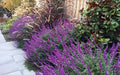 Mexican Sage Santa Barbara Live Starter Plant | Salvia leucantha Dwarf Purple Blooms