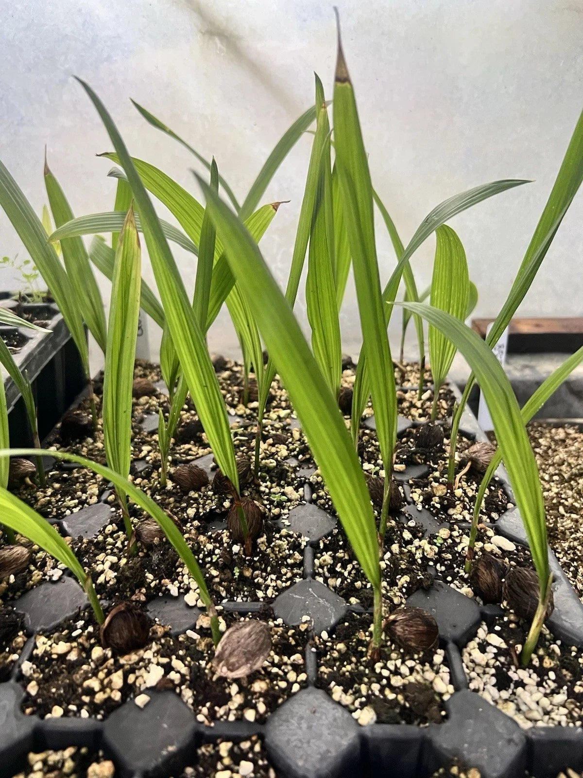 Queen Palm Seedlings (Syagrus romanzoffiana) - Bare-Root Starter Plants, Pack of 2