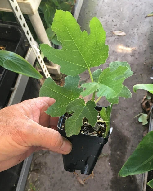 Chicago Hardy Fig Tree (Ficus carica) – Live, Cold-Hardy, Self-Fertile, In Ground or Container