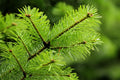 Douglas Fir Tree Seedling Bare Root – Pseudotsuga menziesii var. menziesii