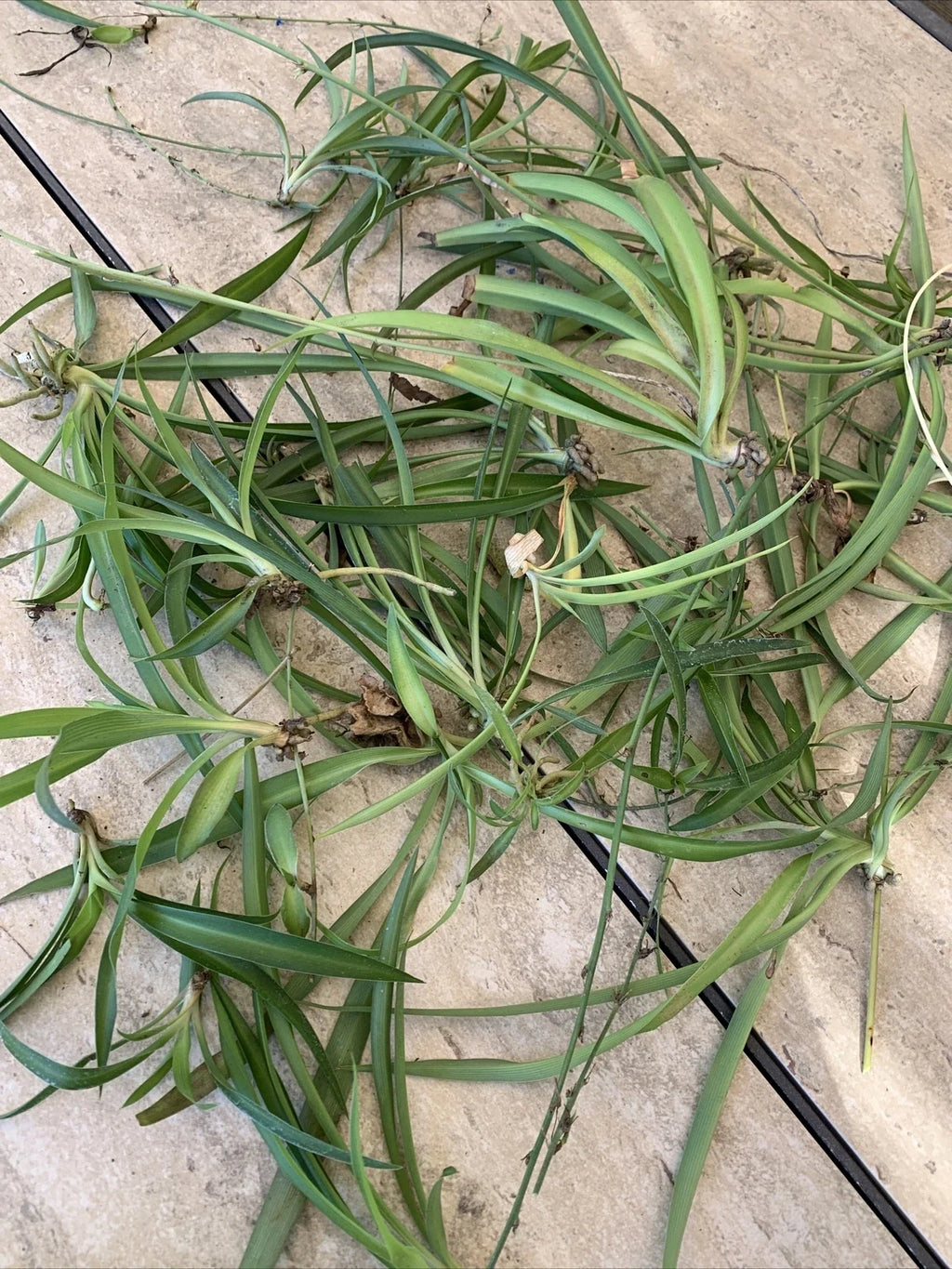 Spider Plant Baby Plants (Chlorophytum comosum) - 10 Unrooted Plantlets Ready to Root