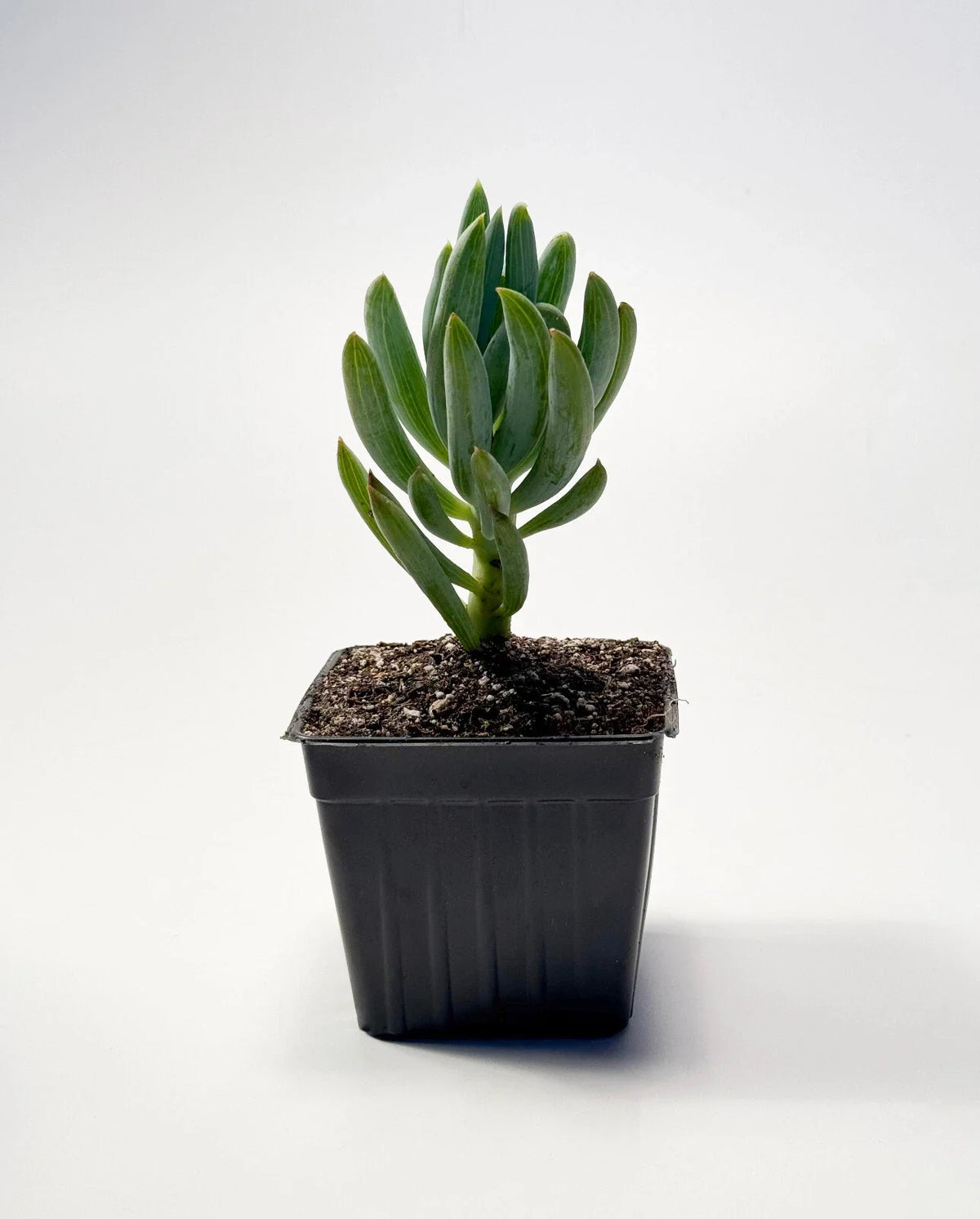 Blue Chalkstick Succulent Senecio serpens (Curio repens) - 4 Inch Pot