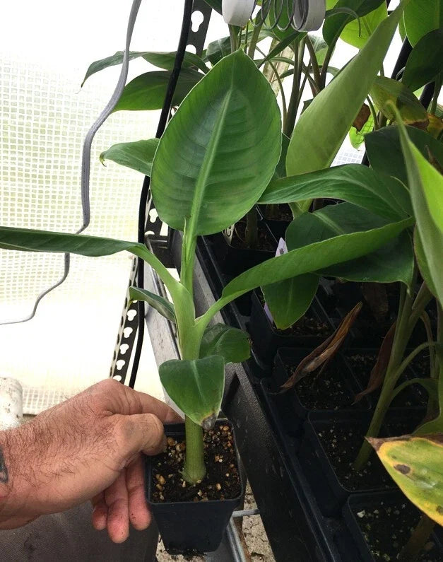 Dwarf Cavendish Banana Plant – Live Rooted Starter Plant (5–8 ft) Edible Bananas