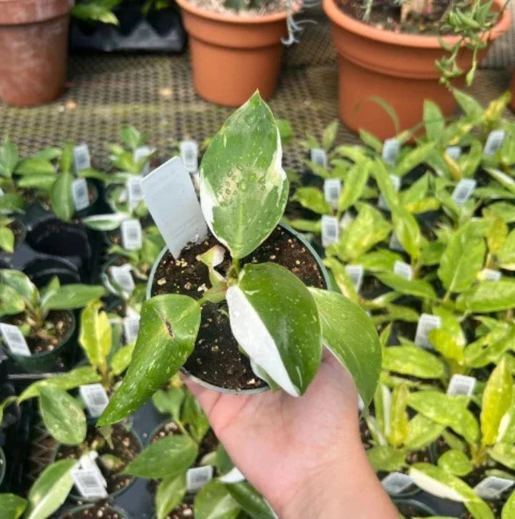 Philodendron White Princess Starter Plant – 5–8" Bareroot Variegated Aroid