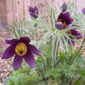 Pulsatilla Seeds 500 Count - Red Bells Violet, Pulsatilla vulgaris, Hardy Perennial, Cat Eye Flowers, Garden Plant Seeds