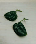 Satin Pothos Cuttings | Rooted Live Plant Nodes | Scindapsus pictus