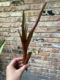 Aechmea 'Burgundy' Bromeliad Unrooted Cutting | Tropical Plant Propagation | Houseplant for Indoor Gardens