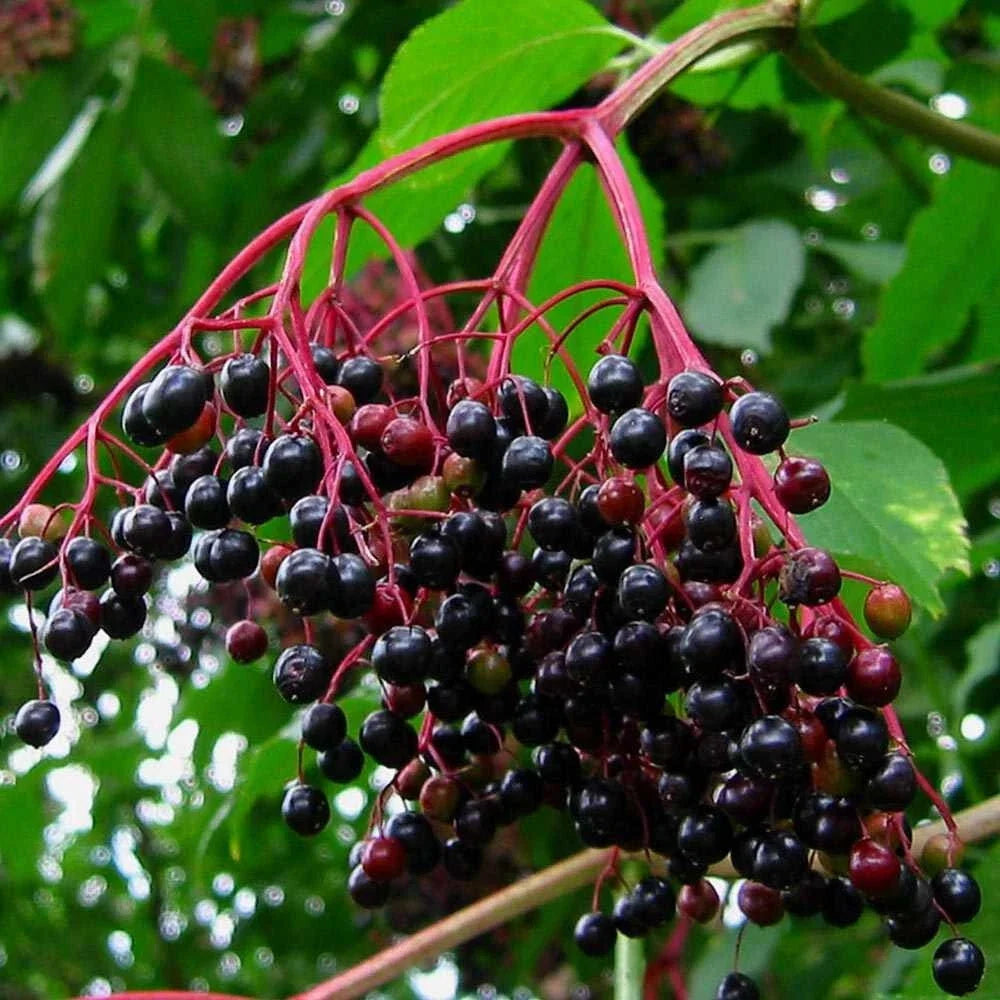 Johns Elderberry Cuttings Unrooted - Sambucus Bush Shrub - Perennial Medicinal Plant