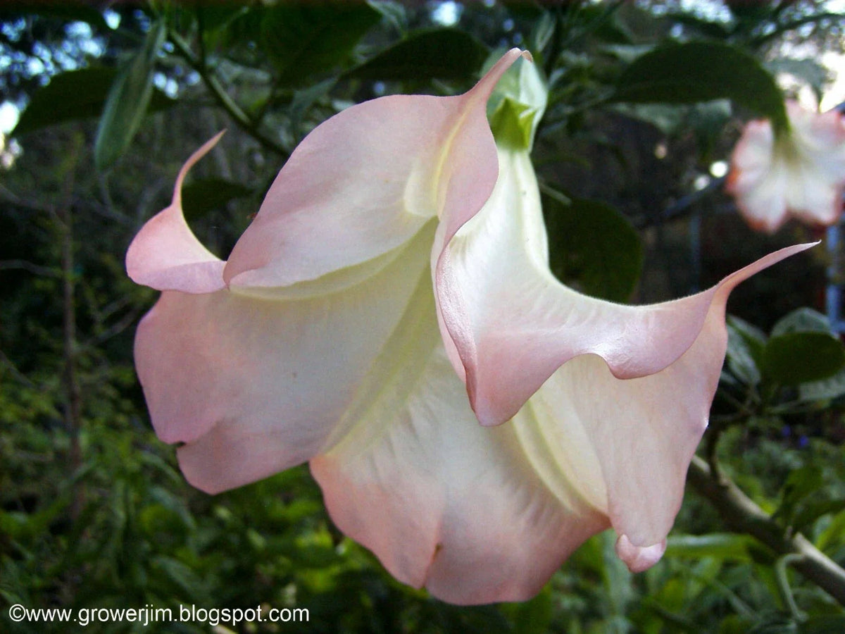 Brugmansia Cuttings - 5 Ready to Grow Angel Trumpet Cuttings - Tropical Flowering Plant