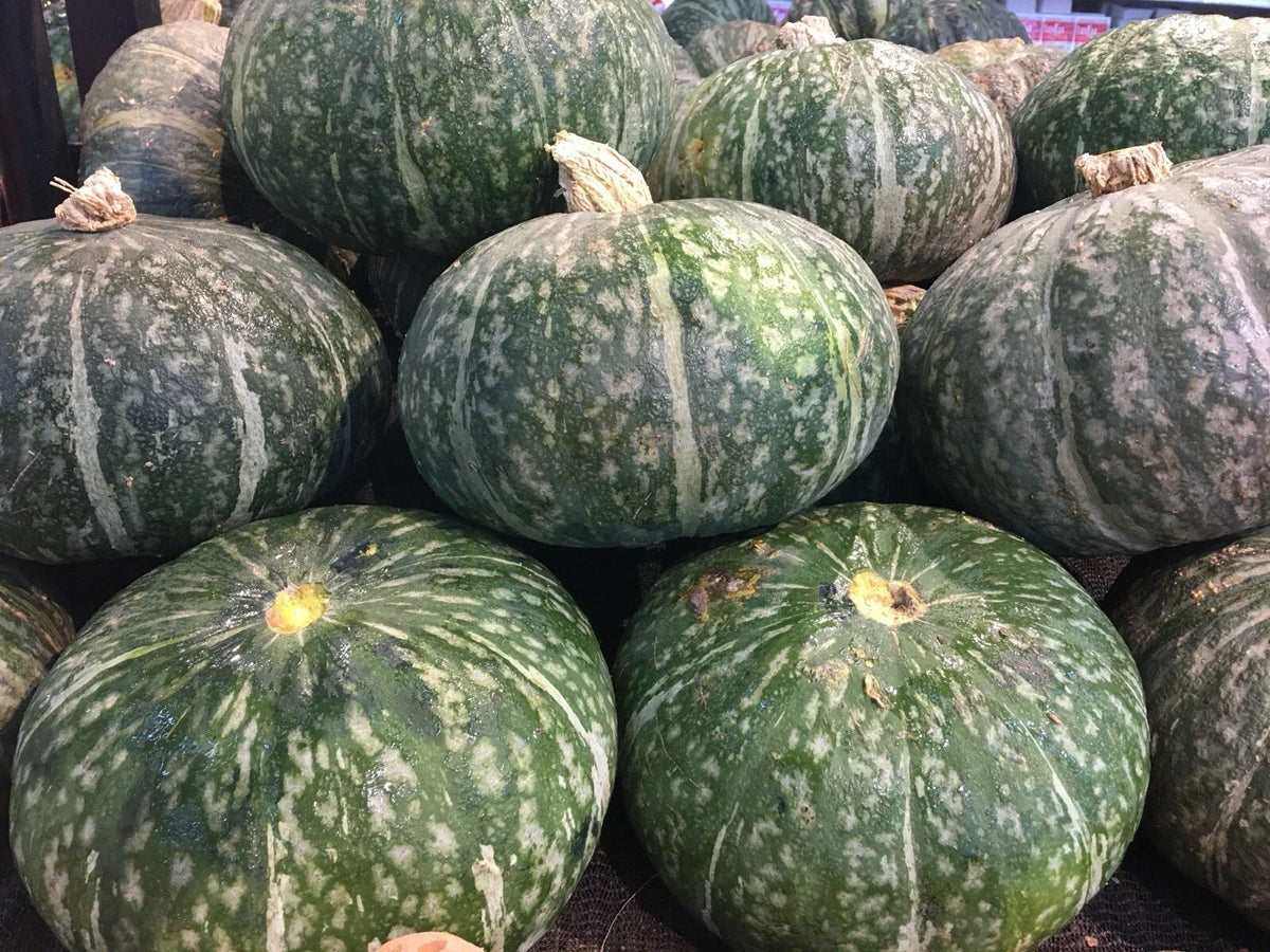 20 Seeds Japanese Kabocha Squash Kurinishiki Asian Pumpkin Seeds - Cucurbita maxima