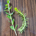 Sedum Cuttings 50 Pack, Rupestre Angelina & Sarmentosum Stonecrop, Edible Succulent Plants,???