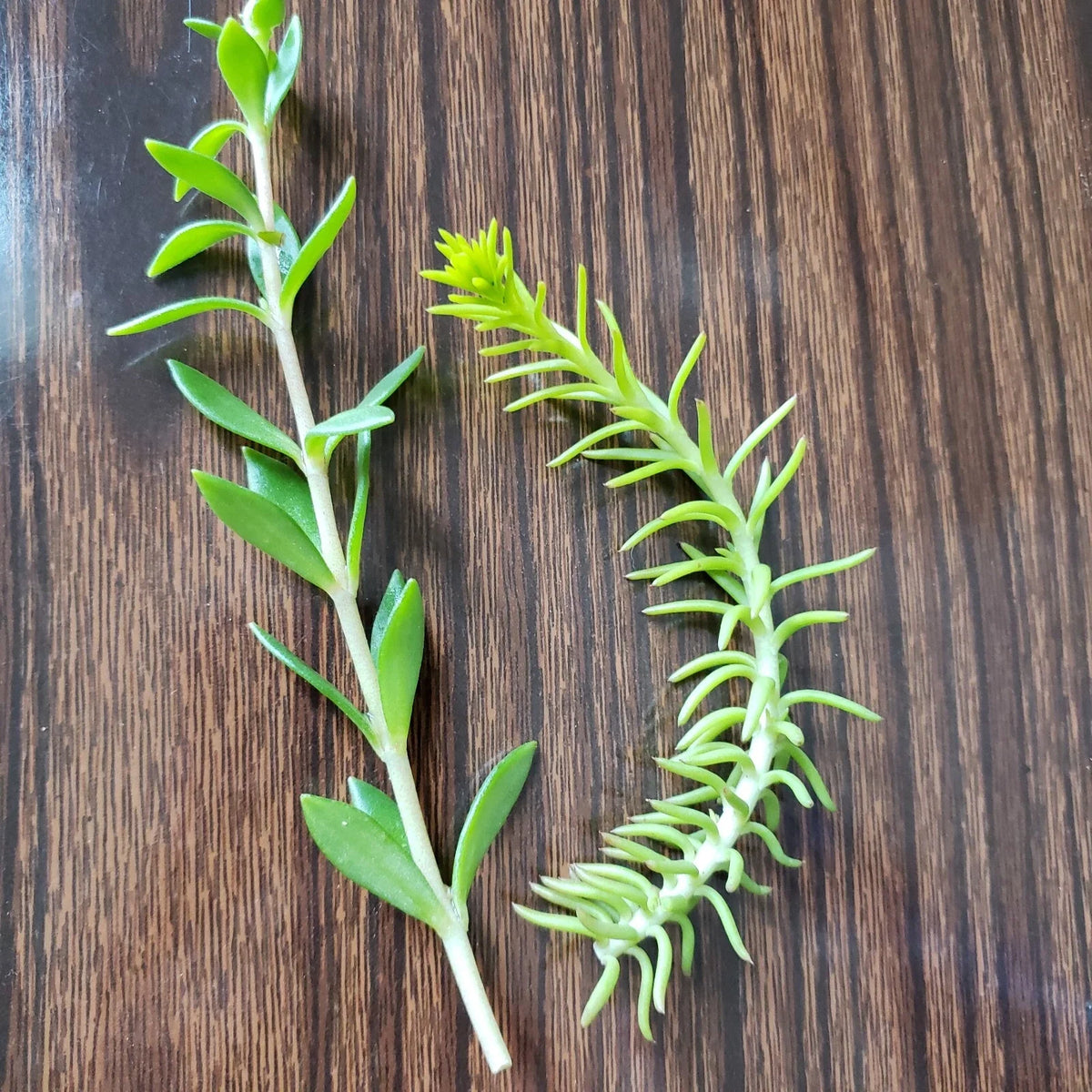 Sedum Cuttings 50 Pack, Rupestre Angelina & Sarmentosum Stonecrop, Edible Succulent Plants,???