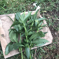 White Mexican Petunia Cuttings 6"-8" Live Ruellia Tuberosa RARE - No Roots