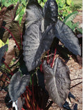 Diamond Head Elephant Ear Plant - Small Rooted Starter, Colocasia esculenta, Tropical Foliage, Indoor/Outdoor Garden