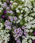 Sweet Alyssum Flower Seeds Color Mix - Purple, White, Lilac - 100 Seeds (Lobularia maritima)