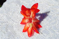Christmas Cactus Starter Plant - Roman Candle - Schlumbergera Truncata - Well Rooted Healthy Small Plant