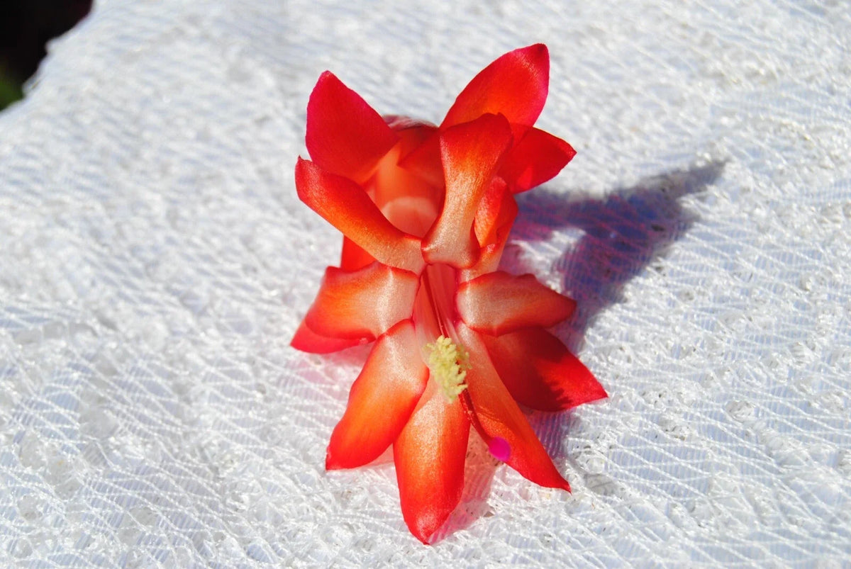 Christmas Cactus Starter Plant - Roman Candle - Schlumbergera Truncata - Well Rooted Healthy Small Plant