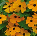 Black Eyed Susan Vine Seeds 50+ Annual Flower Orange Yellow - Thunbergia alata