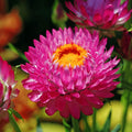 Purple Red Strawflower Seeds | Non-GMO | Heirloom Variety | Helichrysum bracteatum | Seed Store